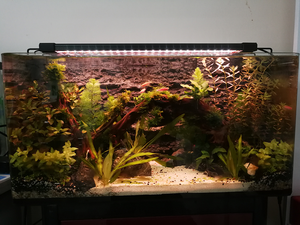 <span class=keywords><strong>Lampe</strong></span> <span class=keywords><strong>LED</strong></span> à économie d'énergie en alliage d'aluminium pour <span class=keywords><strong>aquarium</strong></span>, nouveauté 2020, économie d'énergie, refroidisseur d'<span class=keywords><strong>eau</strong></span> <span class=keywords><strong>de</strong></span> <span class=keywords><strong>mer</strong></span>, avec télécommande, pour cadre <span class=keywords><strong>de</strong></span> réservoir - Product Image 4