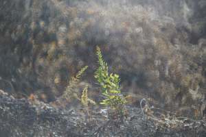 Objectif <span class=keywords><strong>reflex</strong></span> manuel 250 mm F5.6 pour appareils photo <span class=keywords><strong>Sony</strong></span> E, plein format, interface de filtre 58 mm, prise de vue macro à 1,5 m - Product Image 6