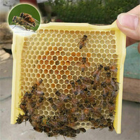 Queen Bee Aufzucht Paarung Bienenstock Nuc Box Kunststoff Imkerei Werkzeug 1 Jahr Garantie für den landwirtschaft lichen Gebrauch Neuer Zustand Kern rahmen