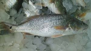 <span class=keywords><strong>ปลา</strong></span>ดรัม<span class=keywords><strong>แดง</strong></span>แช่แข็งคุณภาพดีที่สุดจากฟาร์มจีน สำหรับตลาดสหรัฐอเมริกา <span class=keywords><strong>ปลา</strong></span>บาร์รามันดี <span class=keywords><strong>ปลา</strong></span>กะพง - Product Image 5