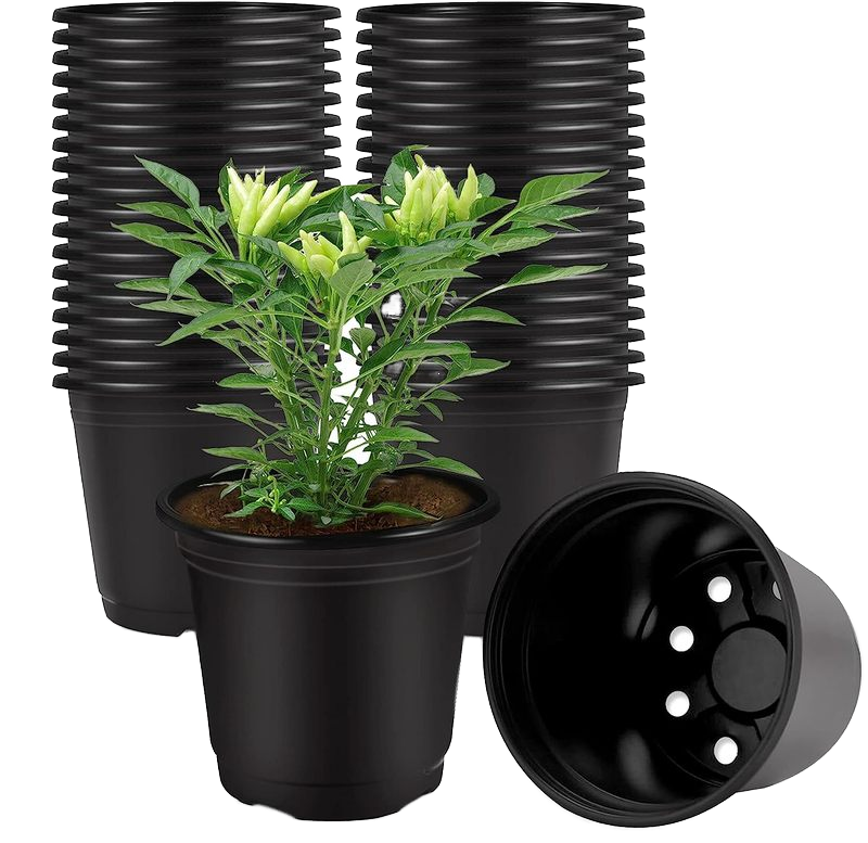 40 Pack Black 4 Inch Seedling