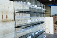Cage de Pigeon Design pour le marché d'arabie, livraison gratuite