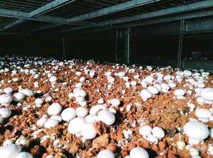 מכירה לוהטת אורגני לבן פטריות, כפתור פטריות, והסוכרים - Product Image 3