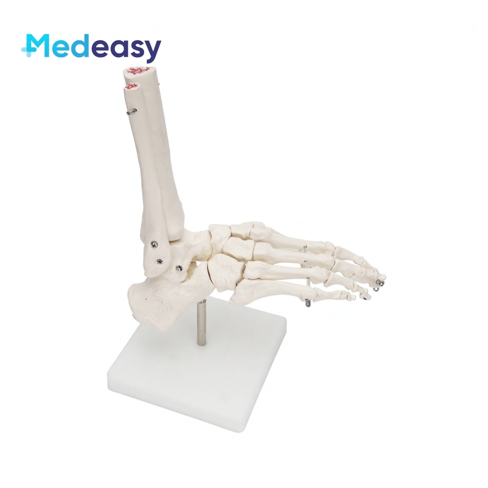 Blanco (Sin ligamento)