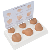 Simulateur de prostate masculin, modèle de mannequin de bureau en matériau PET avec sensation de toucher réel pour usage médical