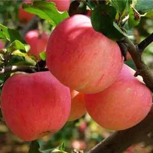 ผงน้ำส้มสายชูหมักจากแอปเปิ้ล 5% กรดรวม วัตถุดิบธรรมชาติสำหรับลดน้ำหนัก ผงน้ำส้มสายชูหมักจากแอปเปิ้ล - Product Image 5