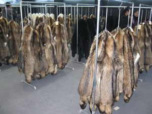 Cuello de piel para mujer, pieles reales, perro mapache, piel de Animal Real, ropa, uso de collares de piel - Product Image 6