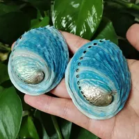 Coquilles d'ormeau naturelles ovales bleues, coquilles Paua Haliotis Iris, pour aménagement d'aquarium, décoration nautique DIY, support à bijoux, continentales