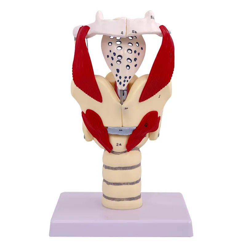 Menselijke Structuur En Functie Vergroot Model Larynxholte Anatomie Model Keel Hoofd Anatomie Model