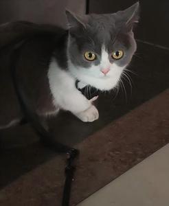 Harness Kucing Anti Lepas dengan Bantalan Empuk dari Nilon Poliester yang Dapat Disesuaikan, Set Tali Kekang Khusus untuk Kucing - Product Image 2