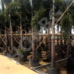 Hokbg ถุงปลูก120lt 30แกลลอนถุงพลาสติก PP ทรงตัวสำหรับต้นปาล์ม - Product Image 4