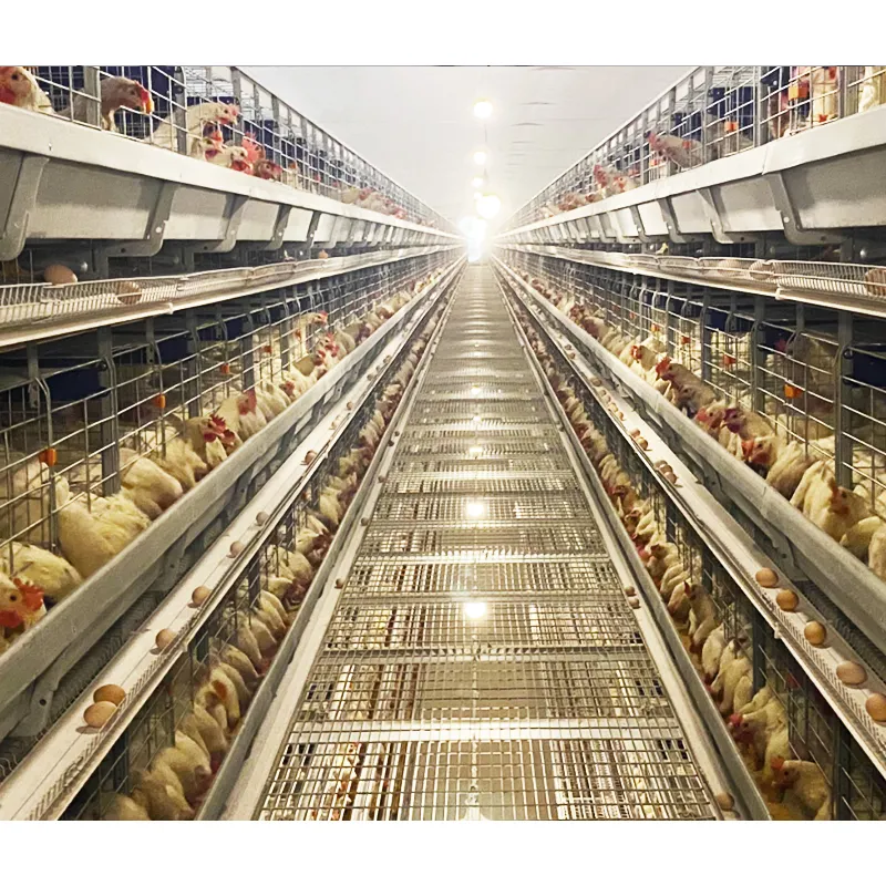 Điều khiển từ xa gia cầm cho ăn thiết bị chăn nuôi số lượng 10000 gà Coop Lồng trứng lớp gà lồng