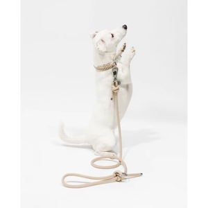 Nouveau collier de laisse de chien de luxe et conception de laisse en nylon paracorde pour le confort et le style des compagnons canins actifs - Product Image 5