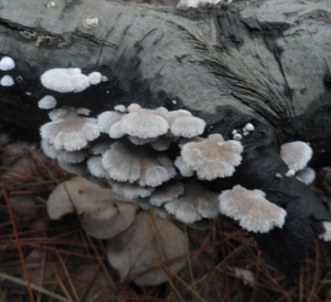 <span class=keywords><strong>Champignons</strong></span> comestibles naturels séchés de haute qualité, nouveaux <span class=keywords><strong>champignons</strong></span> de branchies blancs crus à vendre - Product Image 4