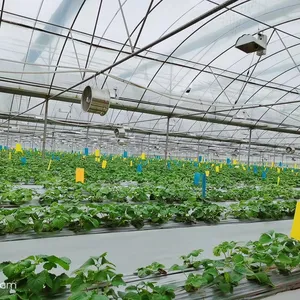 Agricoltura acchiappa insetti di controllo giallo colla Board per i pomodori