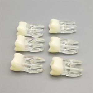 Modèle dentaire Heidefee à pulpe ouverte en silicone médical pour la pratique anatomique des canaux radiculaires et la formation en examen dentaire - Product Image 2