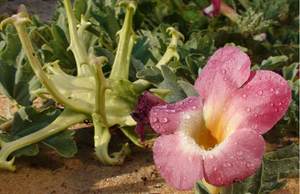 Экстракт когтей 1% <span class=keywords><strong>5</strong></span>% - Product Image 3