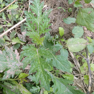 <span class=keywords><strong>Verbena</strong></span> Silvestre Ma Bian Cao, HERBA VERBENAE, <span class=keywords><strong>Verbena</strong></span> <span class=keywords><strong>Officinalis</strong></span> Seca Natural en Trozos para la Venta - Product Image 2