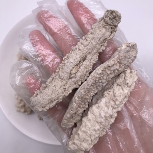 N18 Chất Lượng Cao Khô Dưa Chuột Biển Bán Buôn Indonesian Dưa Chuột Biển Từ Trung Quốc Cho Bán - Product Image 3