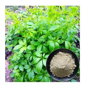 Estratto in Polvere di Saponine Erboristiche di Gynostemma Pentaphyllum 10:1 di Grado Alimentare - Product Image 5