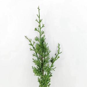 Tallo de <span class=keywords><strong>enebro</strong></span> de fábrica, tallo de <span class=keywords><strong>pino</strong></span> y ciprés, plantas artificiales verdes personalizadas, venta al por mayor - Product Image 3
