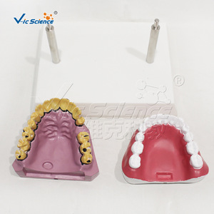 Modelo de comparación de dientes sanos y dientes de fumador; demostración de patología dental; material didáctico para médico-paciente - Product Image 5