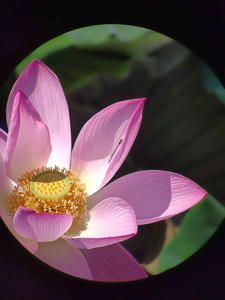 대형 쌍안경 25x150 망원경 반색차 광학 렌즈 9월 면세 구매 - Product Image 3