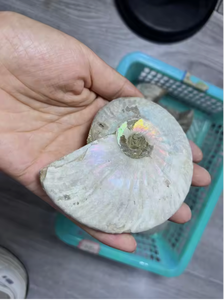 Vente en gros de fossiles d'ammonites naturelles irisées, coquillages de nautilus anciens pour la guérison par le Reiki et la décoration intérieure - Product Image 5