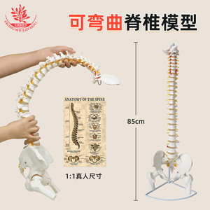 Modelo de enseñanza de osteopatía médica espinal, esqueleto espinal humano FRT014, material de PVC, flexible y curvable, 85 cm. - Product Image 4