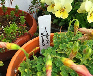 Étiquettes <span class=keywords><strong>de</strong></span> jardin en PVC imperméable largement utilisées pour les pots <span class=keywords><strong>de</strong></span> fleurs, les semis, les étiquettes <span class=keywords><strong>de</strong></span> plantes, les étiquettes <span class=keywords><strong>de</strong></span> plantes <span class=keywords><strong>de</strong></span> jardin, couleurs mélangées - Product Image 6