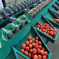 Hoogrenderende Tomatensorteermachines Op Maat