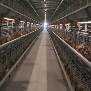 2026 En İyi Fiyatlı Ürünler 96 120 128 160 Kuş Katmanlı Kümes Hayvanları Batarya Tavuk Kafesleri Satılık - Product Image 6