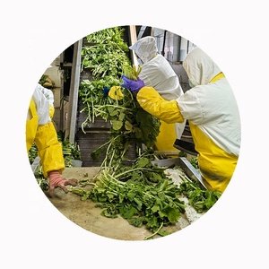 Ligne de production en gros en vrac iqf marques de légumes verts fleurs de colza congelées - Product Image 4