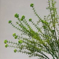 Kunstmatige Real Touch Hortensia Bloemen Bos-stijl Kunstbloemen Kunstmatige Varens Bruiloft Decoratie Landschapsontwerp Zacht