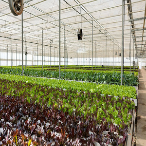 Cost-Effective Poly Film PE <strong>Plastic</strong> <strong>Greenhouse</strong> - Galvanized Steel Frame (Anti-Rust) for Durable Vegetable Agricultural Use - Product Image 3