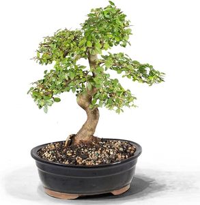 Vente en Gros Bonsaï Conifère Amy 20cm Kit pour Votre Maison Jardin - Product Image 3