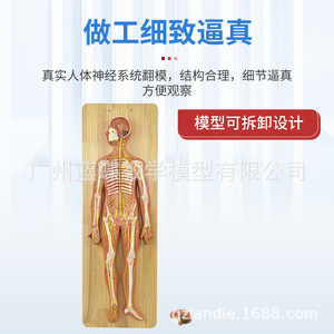 Modelo Anatómico del Sistema Nervioso Humano; Modelo del Sistema Nervioso Central Humano; Cerebro; Médula Espinal; Nervios Espinales Periféricos - Product Image 4