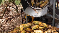 Machine à briser le cacao frais, machine à fendre, à écaler, à couper et à séparer les gousses de fèves de cacao