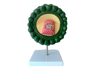 <span class=keywords><strong>HIV</strong></span> 해부학적 모델의 의학 과학 구조 모델 - Product Image 1