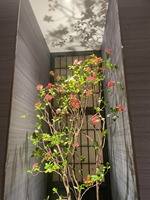 Pohon Bunga Sakura Buatan Realistis untuk Dekorasi Hotel, Vila, Lanskap Zen, dan Jendela Dalam Ruangan