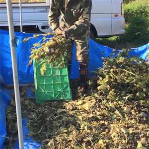 Olio di semi di Egoma giapponese fornitore di rinfuse biologiche, 500mL <span class=keywords><strong>Perilla</strong></span> Frutescens (verde Shiso) olio vettore di semi spremuto a freddo per la vendita - Product Image 3