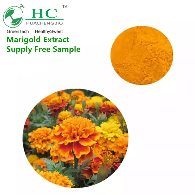 CGMP fabrika kaynağı Marigold özü 5%, % 10% bitkisel bitki özü tozu Tagetes erecta L.