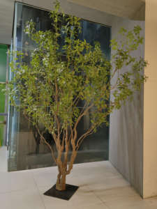 Arbre de <span class=keywords><strong>pieris</strong></span> <span class=keywords><strong>japonica</strong></span> artificiel Andromède japonais fabriqué à la main de taille personnalisée pour la décoration intérieure - Product Image 4