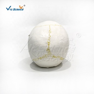 Modelo de <span class=keywords><strong>Cráneo</strong></span> Desmontable para Adultos, Modelo de Anatomía Ósea de PVC para Entrenamiento Educativo en Hospitales - Product Image 5