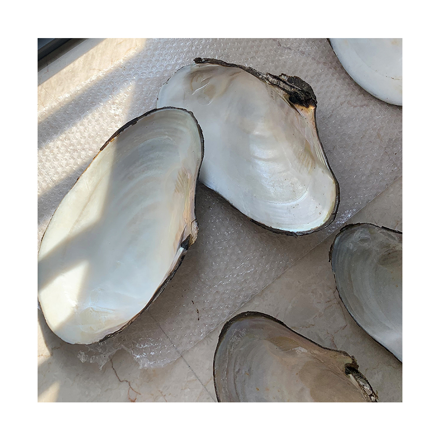Натуральный пресноводный перламутр, перламутровая раковина большого размера для украшения дома, ручная работа, оптовая продажа