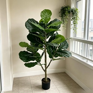 Fiddle-leaf figs are suitable for various festivals. They are evergreen and durable. - Product Image 6