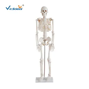 인간 뼈 해부학 모델 의료 해부학 인간 골격 모델 인간 골격 모델 85cm