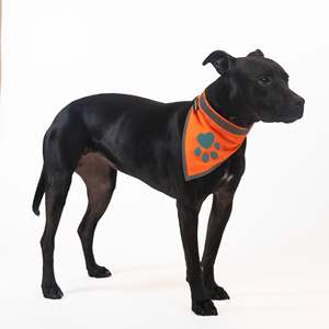 DB Hi Visibility Réfléchissant Blaze Orange Chien Bandana S-Size Accessoire de Sécurité pour Petits Animaux pour la Marche et le Camping - Product Image 5