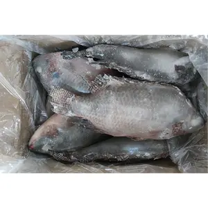 Chine poisson congelé tilapia poisson casher tilapia congelé spécification du poisson tilapia congelé