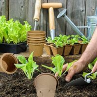 Pots de pépinière de tourbe carrés de jardin extérieur biodégradables pour la germination des graines d'herbes et la pépinière de plantes